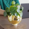 Elevate your decor with this playful gold disco ball hanging planter. Gold disco ball planter with green leaves