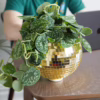 Add a touch of fun to your space with this unique disco ball planter. Gold disco ball hanging planter with green plant leaves