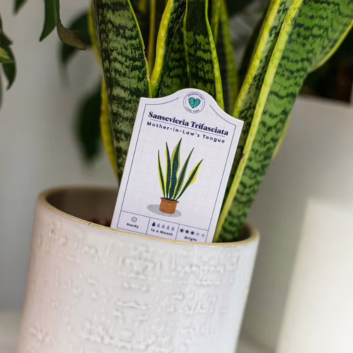 Discover essential care tips for your Sansevieria Trifasciata, available at The Loving Company. Sansevieria Trifasciata care tag in a decorative pot