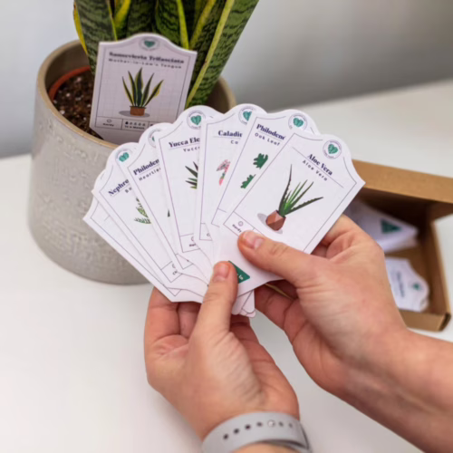 Discover the perfect plant care tags for your home, available at The Loving Company. Plant care tags for various species, held by a person's hands