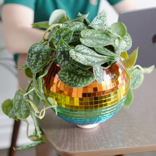 Add a touch of fun to your space with this rainbow disco ball hanging planter. Rainbow disco ball hanging planter with green leaves